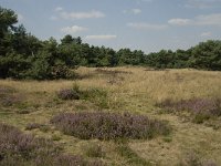 NL, Limburg, Weert, Boshoverheide, grafheuvel 16, Saxifraga-Jan van der Straaten